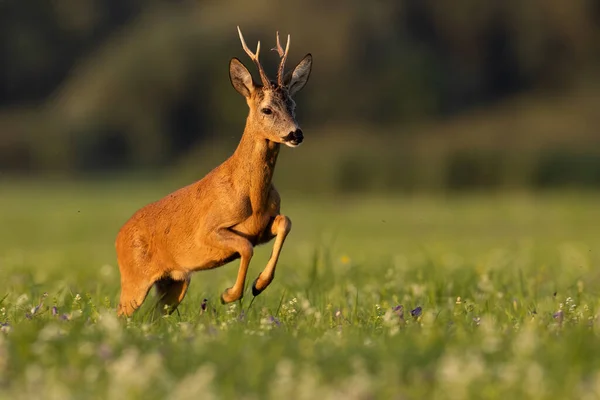 Rehe springen in goldener Stunde auf blühendes Feld. — Stockfoto