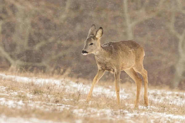 Juvenile roe jeleń chodzenie po polu w śniegu przyrody — Zdjęcie stockowe