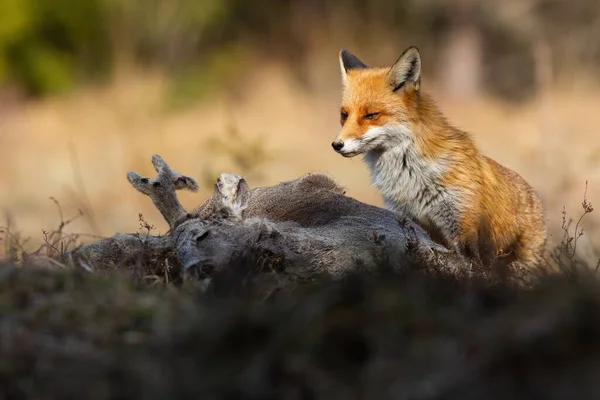 Röd räv tittar till bytet på fältet i varmt solljus — Stockfoto