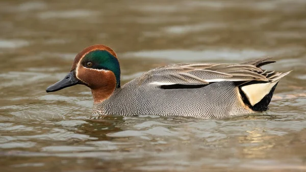 Eurasian teal swimming in river in springtime nature — Stock Photo, Image