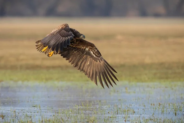 Águila de cola blanca volando bajo sobre el pantano en primavera —  Fotos de Stock