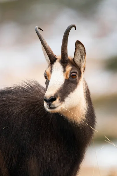 รูปภาพของ Tatra Chamois มองในธรรมชาติฤดูหนาว — ภาพถ่ายสต็อก