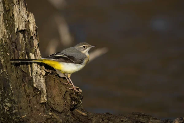 Grey wagtail sitting on trunk next to water with copyspace — Stockfoto