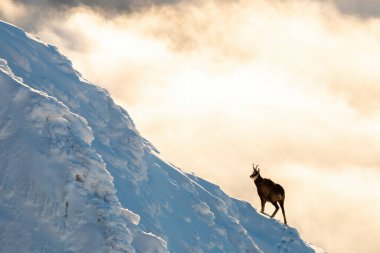 Tatra güveci kış manzarasında dağ yamacında ilerliyor.
