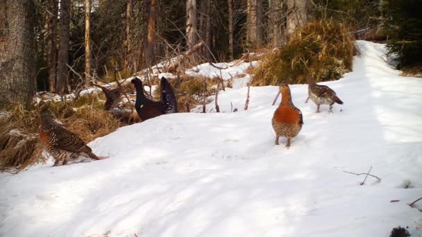 Flock av västra tjäder lekking i en mättande säsong på vintern — Stockvideo