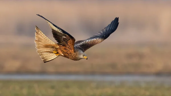 red kite flying over the field with marsh in spring