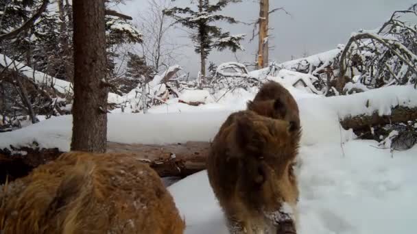 Herd van wilde zwijnen wandelen in diepe sneeuw in de winter natuur — Stockvideo