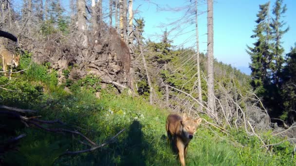 Pair of wolves walking across a green glade in a forest with dry trees — Video
