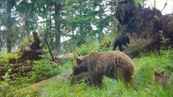 Mother brown bear and her cubs walking across forest with fallen trees — Stock Video