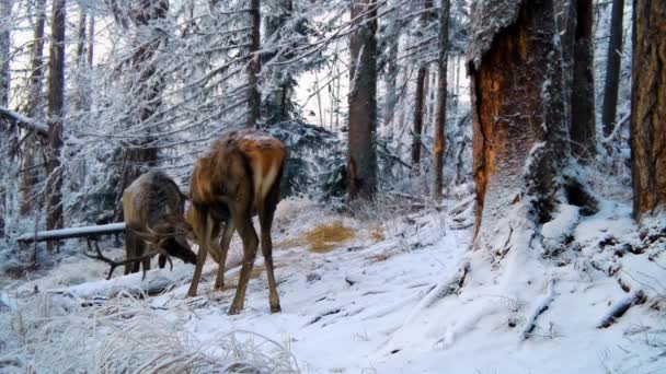 Two red deer stags fighting on snow in winter forest — Stockvideo