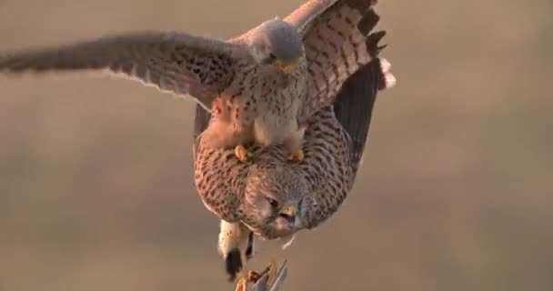 Pár společného kestrel kopulování na stromě v období páření — Stock video