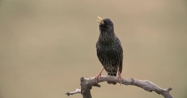 Wild common starling zpívá na větvi a třese křídly v jarní přírodě — Stock video