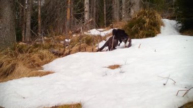 Çiftleşme mevsiminde bir bölge için kavga eden iki erkek kapari.