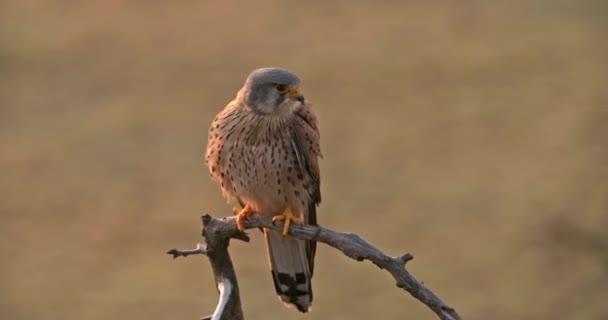 Wild common kestrel sitting on a branch and cleaning feathers with beak — Vídeos de Stock