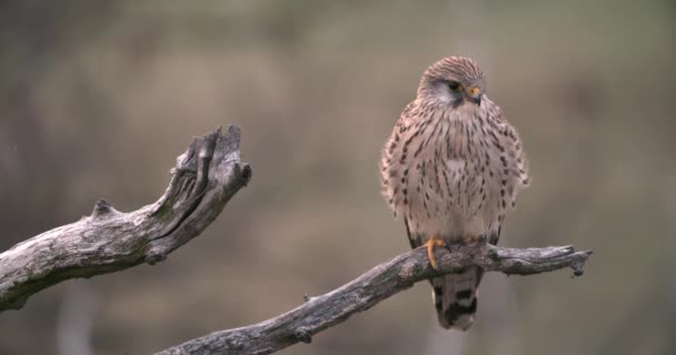 Female common kestrel sitting on a branch in treetop and resting. — Videoclip de stoc