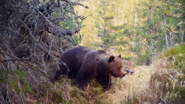 Massive brown bear male crashing through branches of a tree in mountain forest. — Video