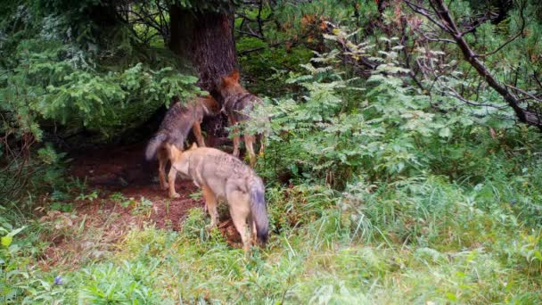 Pack of wolf sniffing a tree with territorial scent marks in mountain forest. — Vídeos de Stock