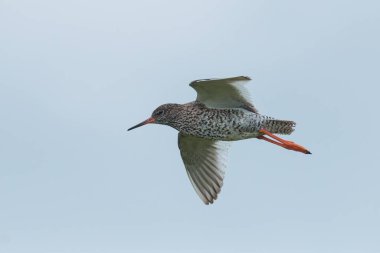 Yaygın Redshank, Tringa totanus, uçuşta.