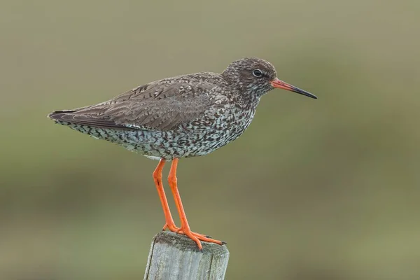 Common redshank, Tringa totanus, with blurred background. — Fotografia de Stock