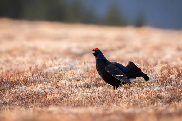 Male black grouse lekking and displaying on meadow in spring mating season — Stock Fotó