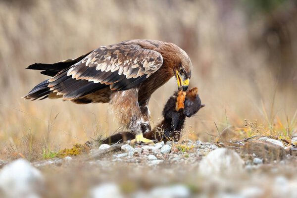 Strong eastern imperial eagle feeding on a dead marten on a meadow in winter