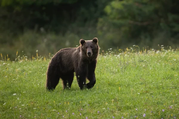 Alert brown bear walking on a green meadow with blossoming flowers in summer — Stock Fotó