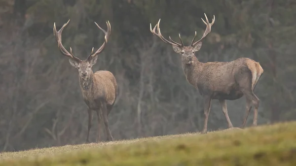 Дві червоні олені стоять на лузі, вкритому туманом — стокове фото