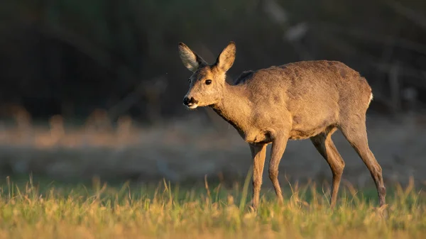 Roe deer female walking slowly on a green meadow illuminated by morning sun. —  Fotos de Stock