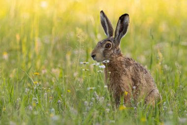 Single brown hare sitting on a green meadow in summer nature