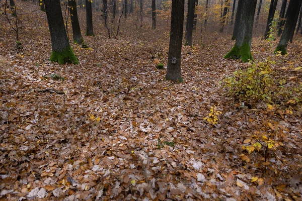 Камера стежки прикріплена до дерева в лісі поруч з перехрестями тваринних доріжок . — стокове фото