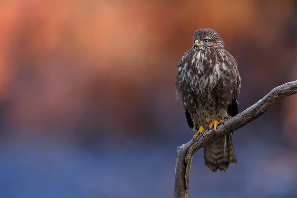Wild common buzzard sitting on a branch in winter with clean blurred background — Stock Fotó