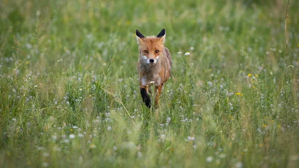 Single red fox walking forward on a meadow with wildflowers in summer nature — Stock Photo, Image