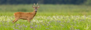 Panoramic view of roe deer standing on a blooming summer meadow with copy space.