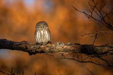 Eurasian pygmy owl sitting on a branch in autumn forest at sunset clipart