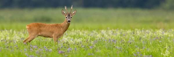 Panoramic view of roe deer standing on a blooming summer meadow with copy space. — ストック写真