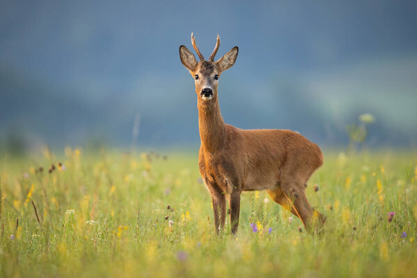 Alert roe deer buck looking into camera on a summer meadow with wildflowers