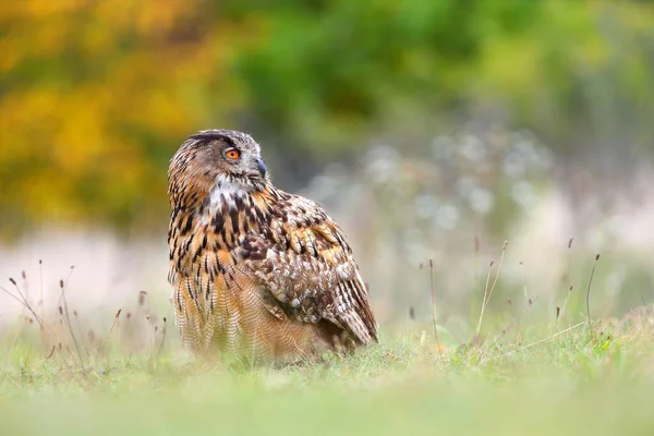 Autumn portrait of an eurasian eagle-owl sitting on the ground and looking back