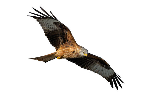 Agile red kite flying with spread wing and looking down cut out on blank