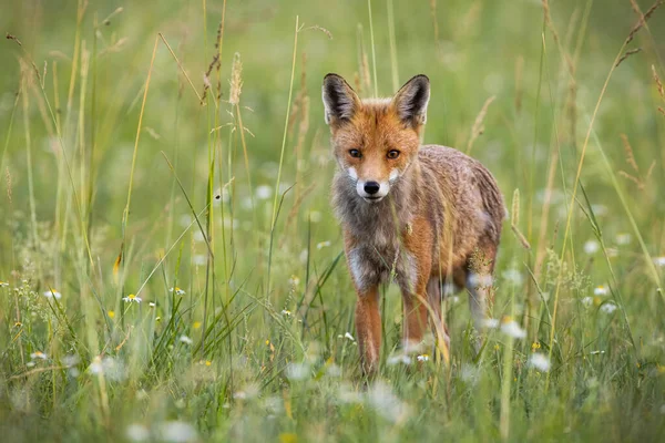 Raposa vermelha selvagem que está ao longo da grama alta em um prado no verão — Fotografia de Stock