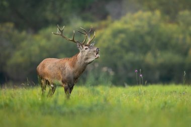 Yazın çayırlarda kükreyen kırmızı geyik ve metin için boşluk.