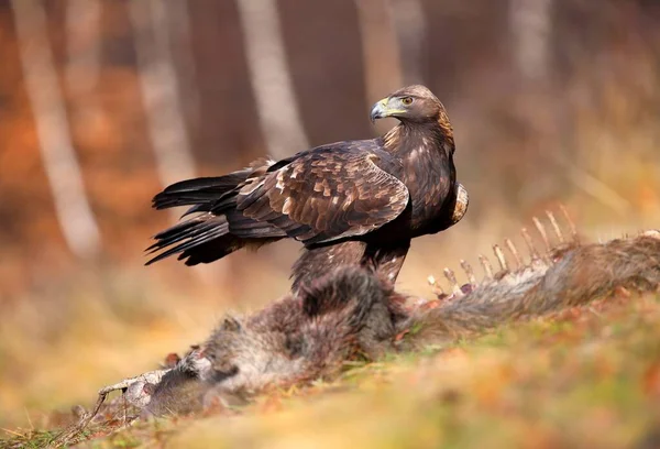 Gouden adelaar observeren in de buurt van de botten in de herfst natuur. — Stockfoto