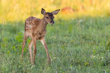 Küçük kırmızı geyik yazın çayırlarda yürüyor.