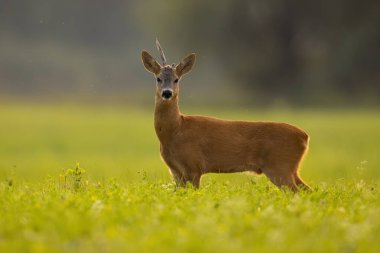 Kırık boynuzlu Roe geyiği Yazın çimlerin üzerinde duruyor