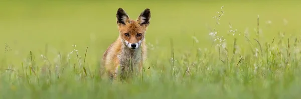 Czerwony lis spogląda na kamerę w trawie z miejscem na tekst — Zdjęcie stockowe