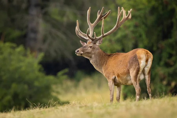 Ciervo rojo con nuevas astas de terciopelo de pie en el campo — Foto de Stock
