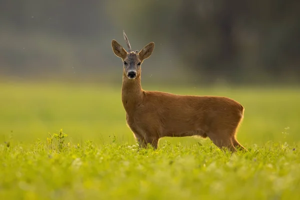 Roe jelen se zlomeným parohem stojící v létě na trávě — Stock fotografie
