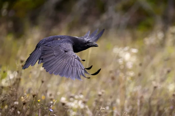 Kruk latający nad dzikimi kwiatami jesienią — Zdjęcie stockowe