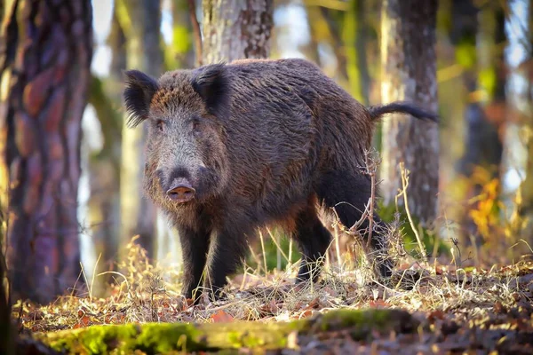 Cinghiale guardando la fotocamera nella foresta alla luce del sole — Foto Stock