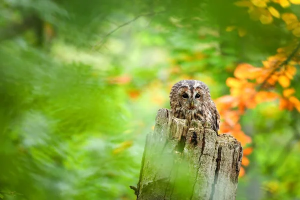 Tawny baykuşu yazın taze ormanlarda kütük arıyor. — Stok fotoğraf