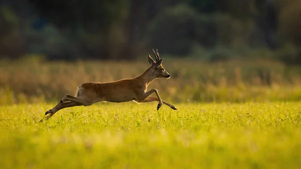 Roe deer running on green meadow in summer sunlight — Stock Photo, Image